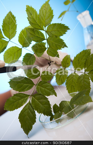 To use this stock image in your creative project, please select the size you need over to the right and click the "Add to Cart" button.
Your downloaded image will come with the Cutcaster watermark removed so don’t worry about the watermark you see on this page. Ecology laboratory experiment in plants stock photo, A laboratory is a place where scientific research and experiments are conducted. Laboratories designed for processing specimens, such as environmental research or medical laboratories will have specialised machinery (automated analysers) designed to process many samples.
by Sebastian Duda
