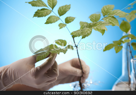 To use this stock image in your creative project, please select the size you need over to the right and click the "Add to Cart" button.
Your downloaded image will come with the Cutcaster watermark removed so don’t worry about the watermark you see on this page. Ecology laboratory experiment in plants stock photo, A laboratory is a place where scientific research and experiments are conducted. Laboratories designed for processing specimens, such as environmental research or medical laboratories will have specialised machinery (automated analysers) designed to process many samples.
by Sebastian Duda