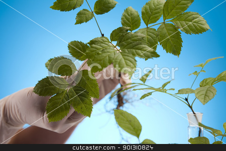 To use this stock image in your creative project, please select the size you need over to the right and click the "Add to Cart" button.
Your downloaded image will come with the Cutcaster watermark removed so don’t worry about the watermark you see on this page. Plant laboratory stock photo, A laboratory is a place where scientific research and experiments are conducted. Laboratories designed for processing specimens, such as environmental research or medical laboratories will have specialised machinery (automated analysers) designed to process many samples.
by Sebastian Duda