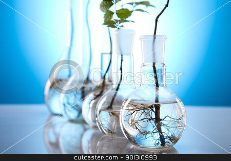 To use this stock image in your creative project, please select the size you need over to the right and click the "Add to Cart" button.
Your downloaded image will come with the Cutcaster watermark removed so don’t worry about the watermark you see on this page. Plant growing in test tubes in a laboratory stock photo, A laboratory is a place where scientific research and experiments are conducted. Laboratories designed for processing specimens, such as environmental research or medical laboratories will have specialised machinery (automated analysers) designed to process many samples.
by Sebastian Duda