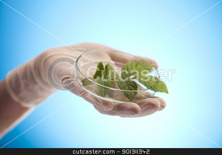 To use this stock image in your creative project, please select the size you need over to the right and click the "Add to Cart" button.
Your downloaded image will come with the Cutcaster watermark removed so don’t worry about the watermark you see on this page. Close-up of plants in test tubes laboratory stock photo, A laboratory is a place where scientific research and experiments are conducted. Laboratories designed for processing specimens, such as environmental research or medical laboratories will have specialised machinery (automated analysers) designed to process many samples.
by Sebastian Duda