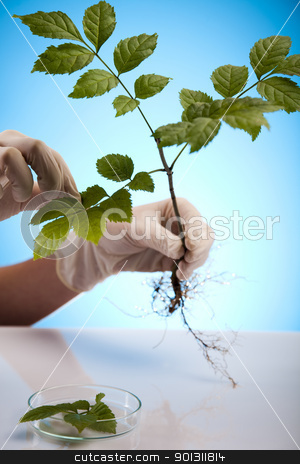 To use this stock image in your creative project, please select the size you need over to the right and click the "Add to Cart" button.
Your downloaded image will come with the Cutcaster watermark removed so don’t worry about the watermark you see on this page. Floral science in laboratory stock photo, A laboratory is a place where scientific research and experiments are conducted. Laboratories designed for processing specimens, such as environmental research or medical laboratories will have specialised machinery (automated analysers) designed to process many samples.
by Sebastian Duda
