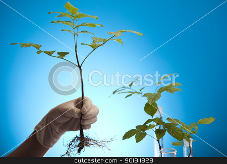 To use this stock image in your creative project, please select the size you need over to the right and click the "Add to Cart" button.
Your downloaded image will come with the Cutcaster watermark removed so don’t worry about the watermark you see on this page. Floral science in laboratory stock photo, A laboratory is a place where scientific research and experiments are conducted. Laboratories designed for processing specimens, such as environmental research or medical laboratories will have specialised machinery (automated analysers) designed to process many samples.
by Sebastian Duda
