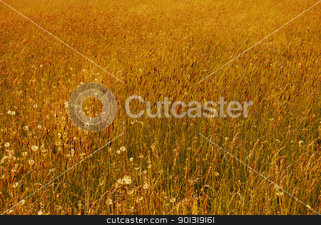 To use this stock image in your creative project, please select the size you need over to the right and click the "Add to Cart" button.
Your downloaded image will come with the Cutcaster watermark removed so don’t worry about the watermark you see on this page. Wild flower stock photo, Wild flower meadow in Italy Trentino garden by freeteo
