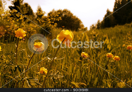 To use this stock image in your creative project, please select the size you need over to the right and click the "Add to Cart" button.
Your downloaded image will come with the Cutcaster watermark removed so don’t worry about the watermark you see on this page. Wild flower stock photo, Wild flower meadow in Italy Trentino garden by freeteo