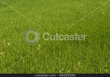 To use this stock image in your creative project, please select the size you need over to the right and click the "Add to Cart" button.
Your downloaded image will come with the Cutcaster watermark removed so don’t worry about the watermark you see on this page. Wild flower stock photo, Wild flower meadow in Italy Trentino garden by freeteo