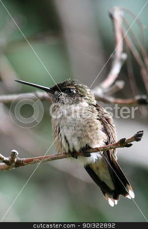 To use this stock image in your creative project, please select the size you need over to the right and click the "Add to Cart" button.
Your downloaded image will come with the Cutcaster watermark removed so don’t worry about the watermark you see on this page. Hummingbird stock photo, Hummingbird perched on tree branch by April Robinson