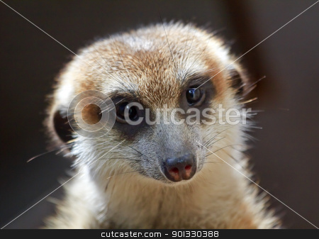 To use this stock image in your creative project, please select the size you need over to the right and click the "Add to Cart" button.
Your downloaded image will come with the Cutcaster watermark removed so don’t worry about the watermark you see on this page. Meerkat Suricate Suricata Suricatta Face Looking stock photo, Meerkat Suricate Suricata Suricatta Small Mammal from Kalahari Desert in Botswana Nambia by William Perry