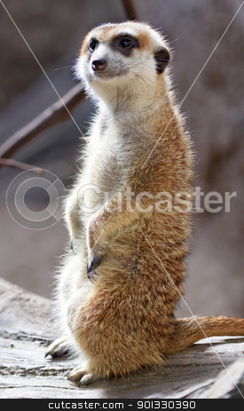 To use this stock image in your creative project, please select the size you need over to the right and click the "Add to Cart" button.
Your downloaded image will come with the Cutcaster watermark removed so don’t worry about the watermark you see on this page. Meerkat Suricate Suricata Suricatta Standing Up stock photo, Meerkat Suricate Suricata Suricatta Small Mammal from Kalahari Desert in Botswana Nambia by William Perry