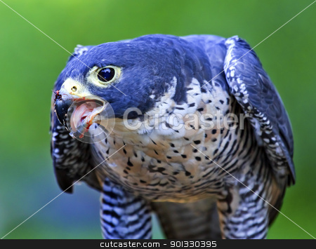 To use this stock image in your creative project, please select the size you need over to the right and click the "Add to Cart" button.
Your downloaded image will come with the Cutcaster watermark removed so don’t worry about the watermark you see on this page. Gyr Falcon Falco Rusticolus stock photo, Gyr Falcon Falco Rusticolus eating by William Perry