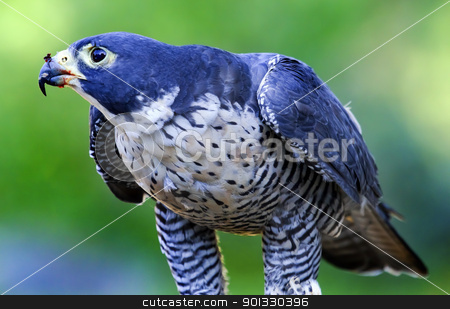 To use this stock image in your creative project, please select the size you need over to the right and click the "Add to Cart" button.
Your downloaded image will come with the Cutcaster watermark removed so don’t worry about the watermark you see on this page. Gyr Falcon Falco Rusticolus stock photo, Gyr Falcon Falco Rusticolus eating by William Perry