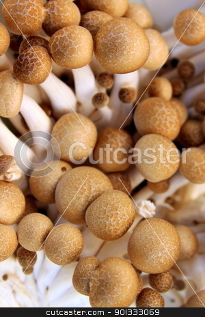To use this stock image in your creative project, please select the size you need over to the right and click the "Add to Cart" button.
Your downloaded image will come with the Cutcaster watermark removed so don’t worry about the watermark you see on this page. Mushrooms King Trumpet stock photo, A basket full with king trupet mushrooms by Henrik Lehnerer