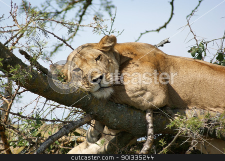 To use this stock image in your creative project, please select the size you need over to the right and click the "Add to Cart" button.
Your downloaded image will come with the Cutcaster watermark removed so don’t worry about the watermark you see on this page. Lion resting on a tree stock photo, a Lion resting on a tree in Uganda (Africa) by prill