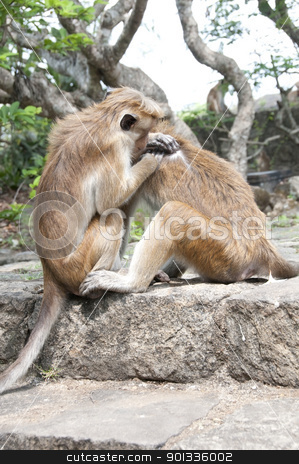 To use this stock image in your creative project, please select the size you need over to the right and click the "Add to Cart" button.
Your downloaded image will come with the Cutcaster watermark removed so don’t worry about the watermark you see on this page. One Monkey Cleaning Another stock photo, Two wild monkeys cleaning each other fur, Sri Lanka by Iryna Rasko