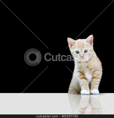 To use this stock image in your creative project, please select the size you need over to the right and click the "Add to Cart" button.
Your downloaded image will come with the Cutcaster watermark removed so don’t worry about the watermark you see on this page. Kitty stock photo, Playful cat lying in wait for prey by Viktor Thaut