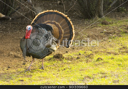 To use this stock image in your creative project, please select the size you need over to the right and click the "Add to Cart" button.
Your downloaded image will come with the Cutcaster watermark removed so don’t worry about the watermark you see on this page. Turkey tom strutting stock photo, Turkey Tom strutting his stuff by Jeffrey Banke