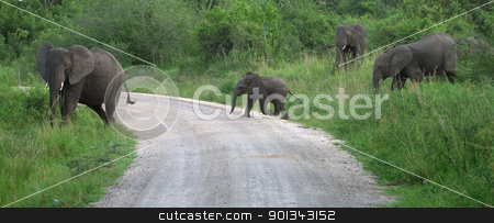 To use this stock image in your creative project, please select the size you need over to the right and click the "Add to Cart" button.
Your downloaded image will come with the Cutcaster watermark removed so don’t worry about the watermark you see on this page. Elephant family in Africa stock photo, a elephant family in Uganda (Africa) while crossing a jungle road by prill