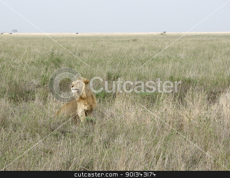 To use this stock image in your creative project, please select the size you need over to the right and click the "Add to Cart" button.
Your downloaded image will come with the Cutcaster watermark removed so don’t worry about the watermark you see on this page. male Lion in the african savannah stock photo, male Lion sitting in high grass in Tanzania by prill