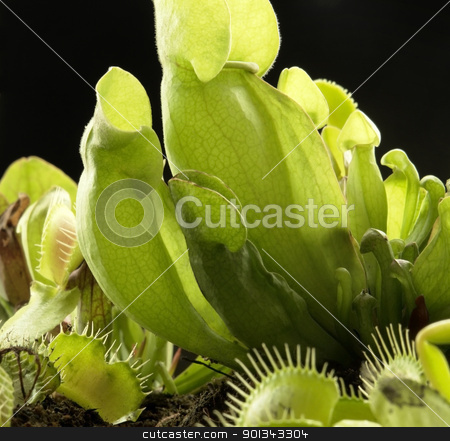 To use this stock image in your creative project, please select the size you need over to the right and click the "Add to Cart" button.
Your downloaded image will come with the Cutcaster watermark removed so don’t worry about the watermark you see on this page. carnivorous plants stock photo, carnivorous pitcher plants and snap trap in dark back by prill
