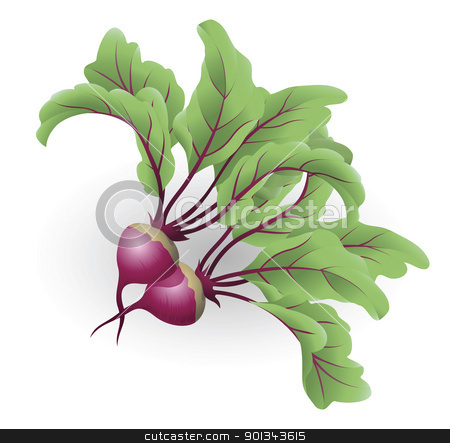 To use this stock image in your creative project, please select the size you need over to the right and click the "Add to Cart" button.
Your downloaded image will come with the Cutcaster watermark removed so don’t worry about the watermark you see on this page. Beetroot illustration stock vector clipart, An illustration of two beetroot aka table beet, garden beet, red beet or beet by Christos Georghiou