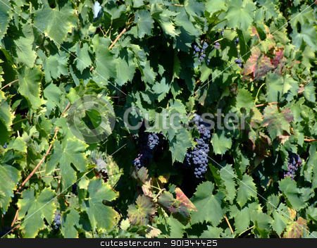To use this stock image in your creative project, please select the size you need over to the right and click the "Add to Cart" button.
Your downloaded image will come with the Cutcaster watermark removed so don’t worry about the watermark you see on this page. Vineyard 2 stock photo, Black grapes in an italian vineyard by Massimiliano Pieraccini