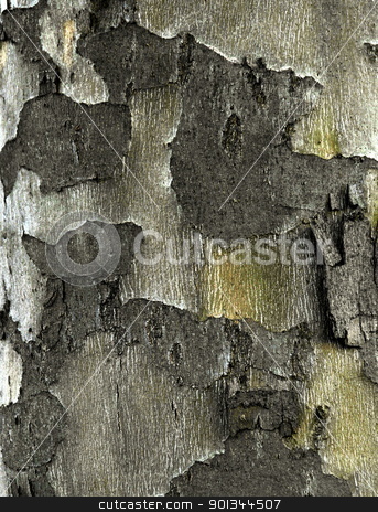 To use this stock image in your creative project, please select the size you need over to the right and click the "Add to Cart" button.
Your downloaded image will come with the Cutcaster watermark removed so don’t worry about the watermark you see on this page. Surface Structure stock photo, Close- up of the bark of a sycamore tree by JohnL