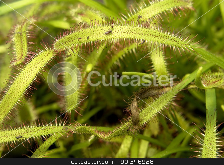 To use this stock image in your creative project, please select the size you need over to the right and click the "Add to Cart" button.
Your downloaded image will come with the Cutcaster watermark removed so don’t worry about the watermark you see on this page. sundew plant detail stock photo, carnivorous flypaper trap plant detail by prill