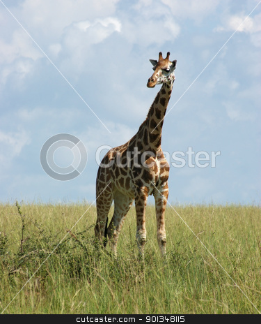 To use this stock image in your creative project, please select the size you need over to the right and click the "Add to Cart" button.
Your downloaded image will come with the Cutcaster watermark removed so don’t worry about the watermark you see on this page. Giraffe in african savannah stock photo, a Rothschild Giraffe standing in grassland in Uganda (Africa) by prill