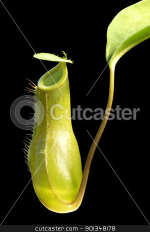 To use this stock image in your creative project, please select the size you need over to the right and click the "Add to Cart" button.
Your downloaded image will come with the Cutcaster watermark removed so don’t worry about the watermark you see on this page. carnivorous plant detail stock photo, pitcher of a pitcher plant in black back by prill
