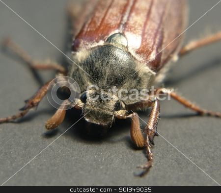 To use this stock image in your creative project, please select the size you need over to the right and click the "Add to Cart" button.
Your downloaded image will come with the Cutcaster watermark removed so don’t worry about the watermark you see on this page. may beetle sitting on a twig stock photo, frontal shot of a may beetle in grey back by prill
