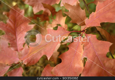 To use this stock image in your creative project, please select the size you need over to the right and click the "Add to Cart" button.
Your downloaded image will come with the Cutcaster watermark removed so don’t worry about the watermark you see on this page. reddish autumn leaves stock photo, detail of a twig with reddish autumn leaves by prill