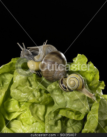 To use this stock image in your creative project, please select the size you need over to the right and click the "Add to Cart" button.
Your downloaded image will come with the Cutcaster watermark removed so don’t worry about the watermark you see on this page. lettuce and snails closeup stock photo, studio photography of a head of lettuce and some snails in black back by prill