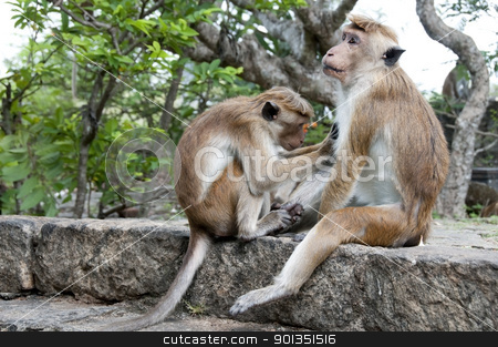 To use this stock image in your creative project, please select the size you need over to the right and click the "Add to Cart" button.
Your downloaded image will come with the Cutcaster watermark removed so don’t worry about the watermark you see on this page. One Monkey Cleaning Another stock photo, Two wild Sri Lanka monkeys cleaning each other fur by Iryna Rasko