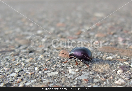 To use this stock image in your creative project, please select the size you need over to the right and click the "Add to Cart" button.
Your downloaded image will come with the Cutcaster watermark removed so don’t worry about the watermark you see on this page. bug backside while walking on pavement stock photo, low angle closeup showing a bug named Cysolina sturmi walking on pavement by prill
