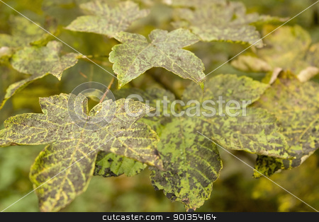 To use this stock image in your creative project, please select the size you need over to the right and click the "Add to Cart" button.
Your downloaded image will come with the Cutcaster watermark removed so don’t worry about the watermark you see on this page. dappled autumn leaves stock photo, detail of colorful dappled autumn leaves by prill