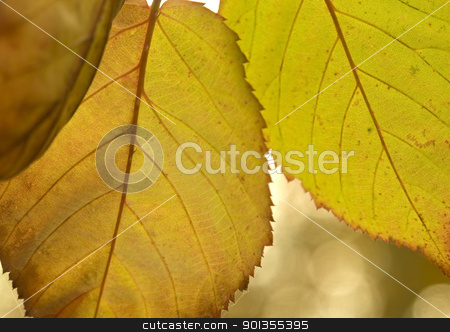 To use this stock image in your creative project, please select the size you need over to the right and click the "Add to Cart" button.
Your downloaded image will come with the Cutcaster watermark removed so don’t worry about the watermark you see on this page. vibrant colored autumn leaves stock photo, detail of colorful translucent autumn leaves by prill