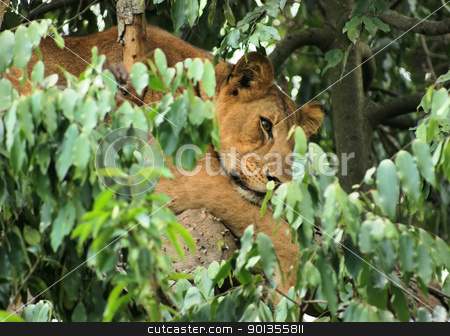 To use this stock image in your creative project, please select the size you need over to the right and click the "Add to Cart" button.
Your downloaded image will come with the Cutcaster watermark removed so don’t worry about the watermark you see on this page. Lion in Africa stock photo, a Lion resting in a tree in Uganda (Africa) by prill