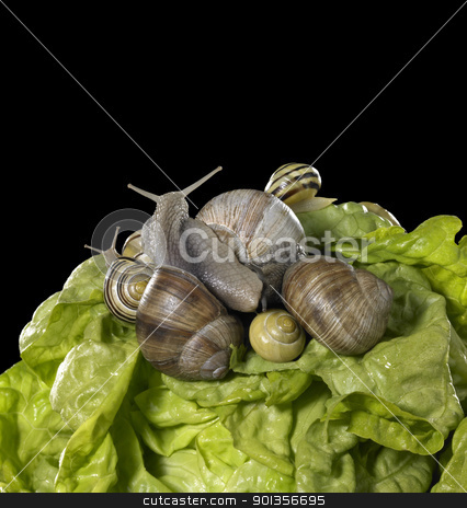 To use this stock image in your creative project, please select the size you need over to the right and click the "Add to Cart" button.
Your downloaded image will come with the Cutcaster watermark removed so don’t worry about the watermark you see on this page. lettuce and snails closeup stock photo, studio photography of a head of lettuce and some snails in black back by prill