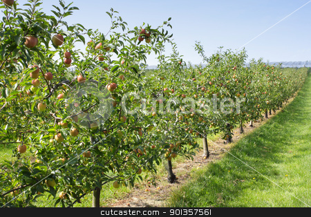 To use this stock image in your creative project, please select the size you need over to the right and click the "Add to Cart" button.
Your downloaded image will come with the Cutcaster watermark removed so don’t worry about the watermark you see on this page. apple orchard in summer, covered with colorful apples stock photo, apple orchard in summer, covered with colorful apples by Chretien