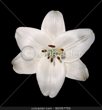 To use this stock image in your creative project, please select the size you need over to the right and click the "Add to Cart" button.
Your downloaded image will come with the Cutcaster watermark removed so don’t worry about the watermark you see on this page. lily flower stock photo, white lily flowerhead in black back by prill