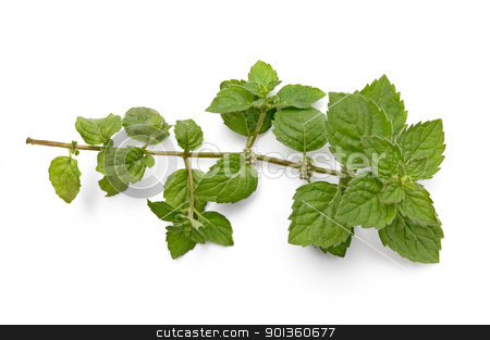 To use this stock image in your creative project, please select the size you need over to the right and click the "Add to Cart" button.
Your downloaded image will come with the Cutcaster watermark removed so don’t worry about the watermark you see on this page. A green sprig of mint stock photo, A green sprig of mint isolated on white background by rezkrr