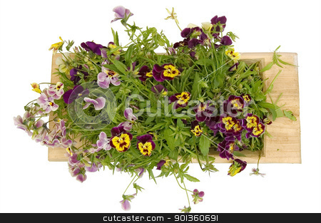 To use this stock image in your creative project, please select the size you need over to the right and click the "Add to Cart" button.
Your downloaded image will come with the Cutcaster watermark removed so don’t worry about the watermark you see on this page. A wooden tray with pansies stock photo, A wooden trough with multicolored pansies isolated on a white background by rezkrr