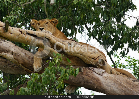 To use this stock image in your creative project, please select the size you need over to the right and click the "Add to Cart" button.
Your downloaded image will come with the Cutcaster watermark removed so don’t worry about the watermark you see on this page. Lion resting in a tree stock photo, a Lion resting in a tree in Uganda (Africa) by prill