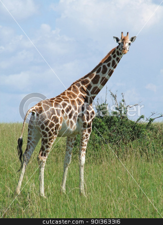 To use this stock image in your creative project, please select the size you need over to the right and click the "Add to Cart" button.
Your downloaded image will come with the Cutcaster watermark removed so don’t worry about the watermark you see on this page. Giraffe in sunny african ambiance stock photo, a Rothschild Giraffe in Uganda (Africa) while standing in grassy savannah by prill