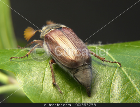 To use this stock image in your creative project, please select the size you need over to the right and click the "Add to Cart" button.
Your downloaded image will come with the Cutcaster watermark removed so don’t worry about the watermark you see on this page. may beetle sitting on a twig stock photo, may beetle sitting on a twig with fresh leaves in dark back by prill