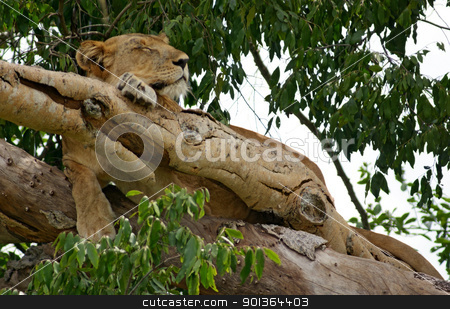 To use this stock image in your creative project, please select the size you need over to the right and click the "Add to Cart" button.
Your downloaded image will come with the Cutcaster watermark removed so don’t worry about the watermark you see on this page. Lion on a tree in Uganda stock photo, a Lion resting on a tree in Uganda (Africa) by prill