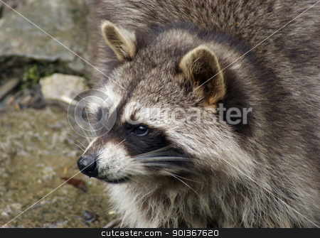 To use this stock image in your creative project, please select the size you need over to the right and click the "Add to Cart" button.
Your downloaded image will come with the Cutcaster watermark removed so don’t worry about the watermark you see on this page. Raccoon and water stock photo, detail of a Raccoon in natural water ambiance by prill