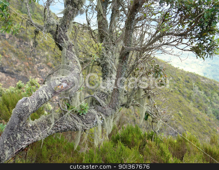 To use this stock image in your creative project, please select the size you need over to the right and click the "Add to Cart" button.
Your downloaded image will come with the Cutcaster watermark removed so don’t worry about the watermark you see on this page. overgrown tree at Mount Muhabura in Uganda stock photo, overgrown tree at Mount Muhabura in Uganda (Africa) by prill