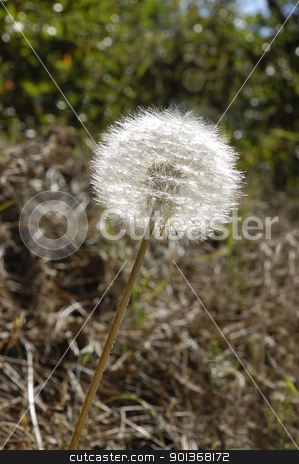 To use this stock image in your creative project, please select the size you need over to the right and click the "Add to Cart" button.
Your downloaded image will come with the Cutcaster watermark removed so don’t worry about the watermark you see on this page. Dandelion seeds in a stem in the sunlight stock photo, Dandelion seeds in a stem in the sunlight by Jeffrey Banke