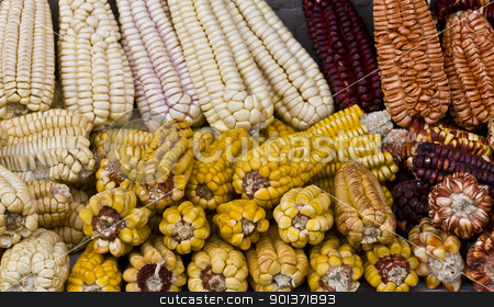 To use this stock image in your creative project, please select the size you need over to the right and click the "Add to Cart" button.
Your downloaded image will come with the Cutcaster watermark removed so don’t worry about the watermark you see on this page. Corn stock photo, Different types of corn on a market in Peru by Kobby Dagan
